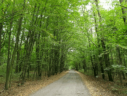 Las Rudzki